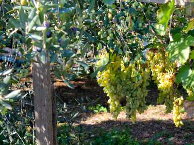 L'area pullula di uliveti e vigneti (foto di Alessia Schiavone)